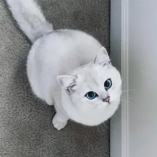🙂 gato, gato branco, olhos azuis, animal de estimação, animal, fofo, animal doméstico telegram sticker