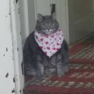🍽 gato, corazones, pañuelo, gato gris, mascota telegram sticker