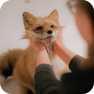 🤗 telegram sticker