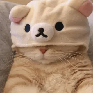 🐻 gatto, gattino, carino, animale, animale domestico, cappello, orso telegram sticker
