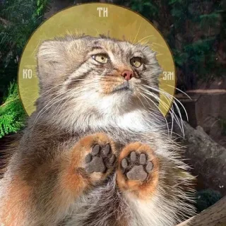 ✝ TH
КО
ЗМ Katze, Tier, Meme, lustig, Manul, Manul, russisch whatsapp sticker