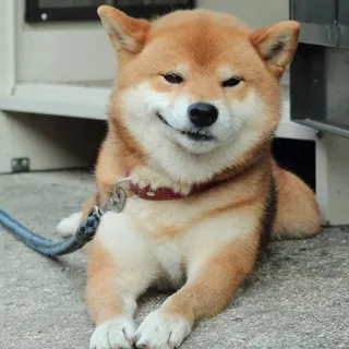 😏 Hund, Shiba Inu, Haustier, Tier, süß, Begleiter telegram sticker