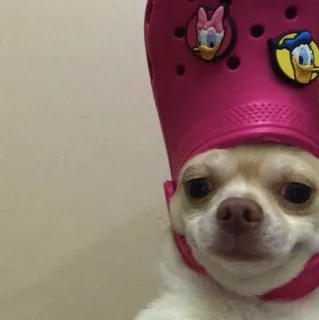 😒 cane, chihuahua, animale, animale domestico, umorismo, coccodrillo, cappello telegram sticker