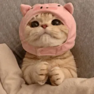 ❤️ cat, kitten, animal, pet, cute, pig hat telegram sticker
