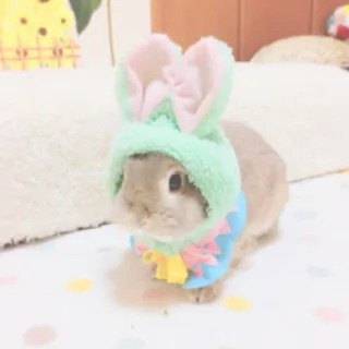 🐰 rabbit, bunny, animal, pet, cute, ears, costume whatsapp sticker