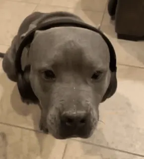 🎧 perro, pitbull, auriculares, música, animal, mascota telegram sticker