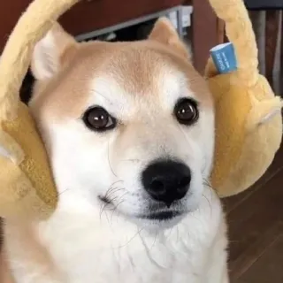 🐶 dog, shiba inu, headphones, cute, animal telegram sticker