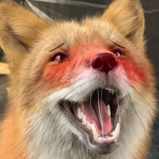 🔥 raposa, animal, meme, fofo, engraçado, rosto, desenho animado telegram sticker
