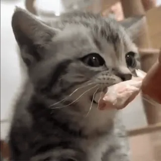 🦋 kitten, cat, animal, pet, cute, eating telegram sticker