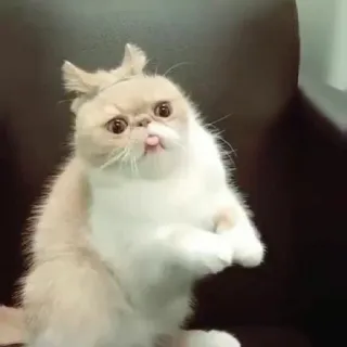 🤪 кот, животное, милый, язык, смешной, экзотическая короткошёрстная, питомец, домашнее животное telegram sticker