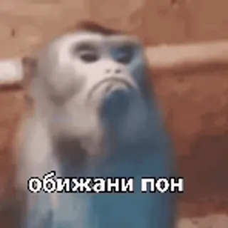 😭 обижани пол Affe, traurig, Tier, verärgert, Meme telegram sticker