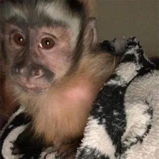 😅 singe, animal, mammifère, mignon, primate, capucin telegram sticker