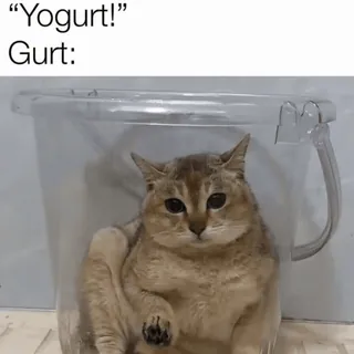 🐾 “Yogurt!”
Gurt: 猫, 搞笑, 表情包, 宠物, 酸奶, 动物, 水桶 telegram sticker