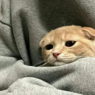 😺 chat, animal de compagnie, animal, mignon, chaton, triste telegram sticker