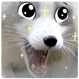 🤩 fox, animal, cute, sparkles, fun, eyes, kawaii, silly telegram sticker