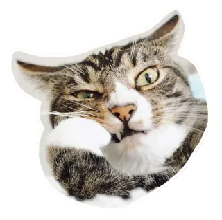 🐱 gato, animal, mascota, felino, lindo, atigrado, gracioso telegram sticker