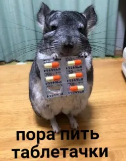 🤕 пора пить таблетачки ชินชิล่า, ยาเม็ด, ยา, สัตว์, รัสเซีย, ข้อความ, สุขภาพ telegram sticker
