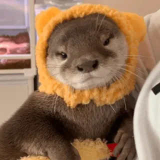 😐 loutre, animal, mignon, chapeau, mammifère, faune telegram sticker