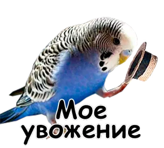 🎩 Мое
увожение pássaro, periquito, fofo, chapéu, respeito telegram sticker