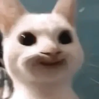 ♻️ gato, meme, animal, gracioso, blanco, pop gato telegram sticker