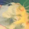 🐀