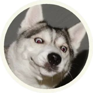 ☺️ Husky, Hond, Meme, Grappig, Dier, Huisdier, Gek telegram sticker