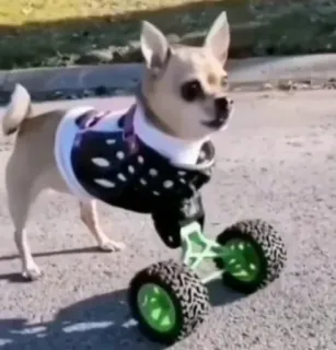 🧑‍🦽 cão, chihuahua, acessibilidade, rodas, animal, animal de estimação telegram sticker