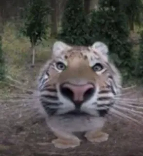 🤩 tiger, animal, funny, meme, wildlife, cat whatsapp sticker
