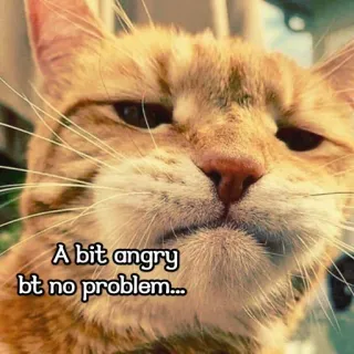 🤨 A bit angry bt no problem... kucing, marah, hewan peliharaan, meme, binatang, lucu, sarkastik telegram sticker