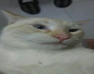 😓 chat, animal, animal de compagnie, mème, drôle, chat blanc, animal domestique, mammifère telegram sticker