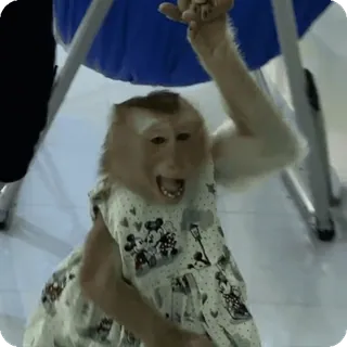 🪷 mono, animal, vestido, primate, mamífero whatsapp sticker