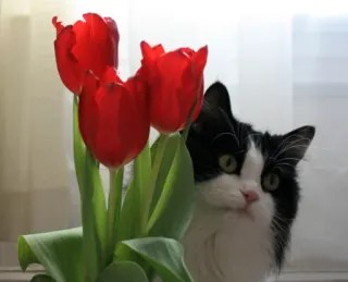 🌹 cat, kitten, tulips, flowers, black and white, animal, domestic animal, plant telegram sticker