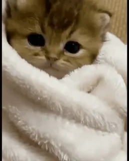 😮 猫, 小猫, 可爱, 宠物, 动物, 毯子, 萌 whatsapp sticker