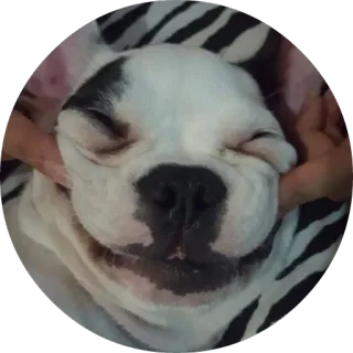 🐶 dog, puppy, cute, animal, pet, bulldog telegram sticker