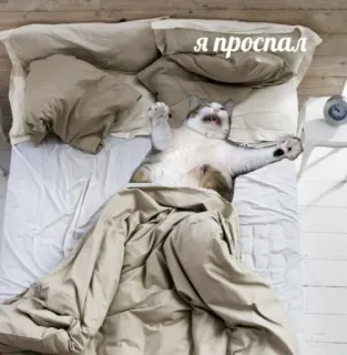 😫 я проспал แมว, เตียง, นอน, สาย, ตื่นสาย whatsapp sticker