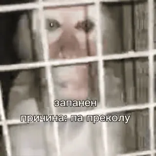 🌟 запапен
причина: па преколу whatsapp sticker
