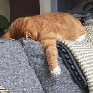 🐈 kat, slapen, oranje, huisdier, bank, lui telegram sticker