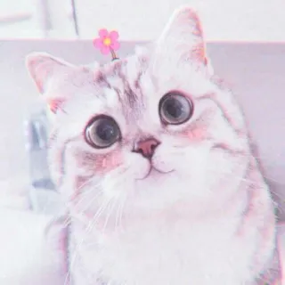 🍓 gato, lindo, gatito, flor, animal, mascota telegram sticker