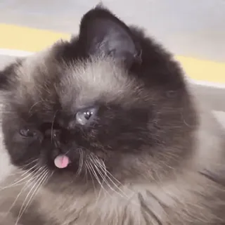 😪 gato, animal, animal de estimação, fofo, língua, engraçado telegram sticker