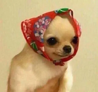🌟 perro, chihuahua, pañuelo, animal, lindo whatsapp sticker