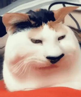 🤡 gato, meme, divertido, animal, mascota, calicó, gato doméstico whatsapp sticker