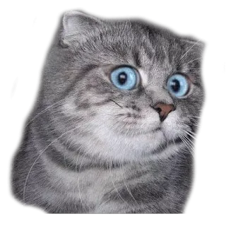 surprised cat telegram stickers