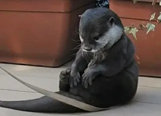 😔 lontra, fofo, animal, mamífero telegram sticker