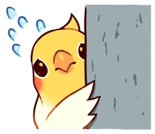 💦 chim, dễ thương, vẹt, nhìn trộm, động vật telegram sticker