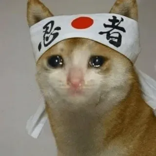 😩 忍者 猫, 忍者, 泣く, ミーム telegram sticker
