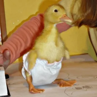 Duck Duck - @StickersCamp telegram stickers