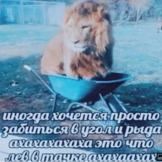 🧦 иногда хочется просто забиться в угол и рыдать ахахахаха это что лев в тачке ахахаахах telegram sticker