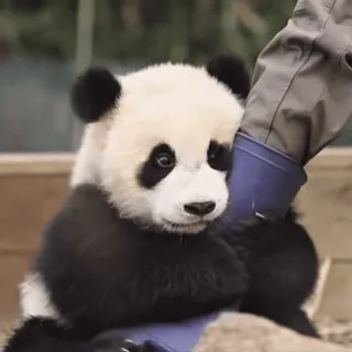 🌟 panda, hewan, imut, bayi panda, satwa liar, kebun binatang whatsapp sticker