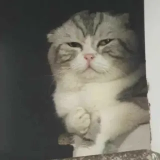 ☹️ Katze, Scottish Fold, Haustier, Tier, süß, Hauskatze telegram sticker