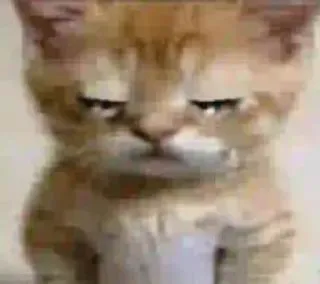 😢 gato, gatinho, animal, animal de estimação, meme, engraçado, rabugento telegram sticker